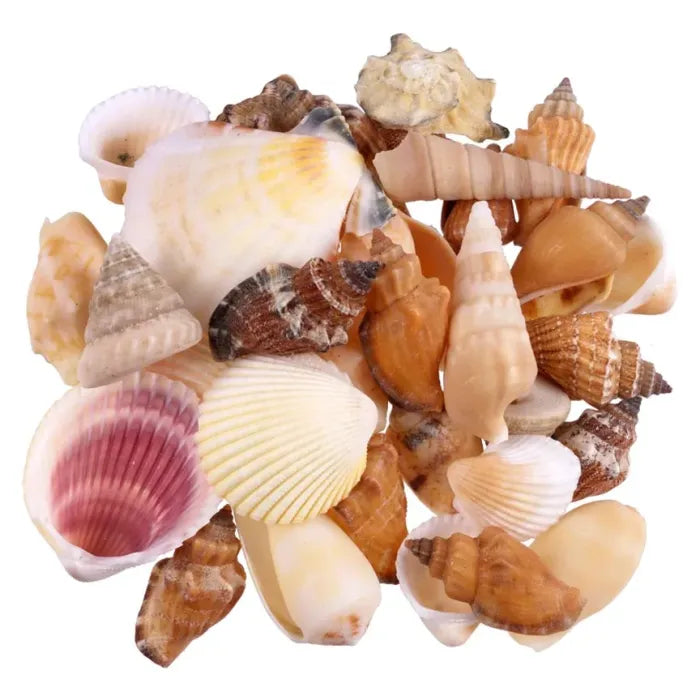 Natural Seashells Pack Mix Pack
